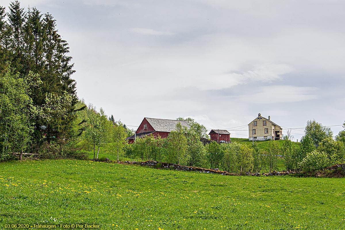 Tråhaugen