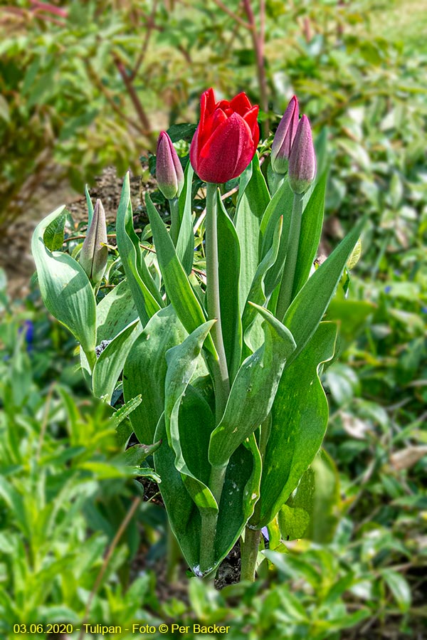 Tulipan