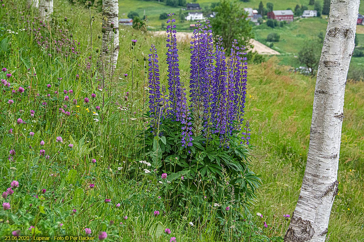 Lupinar