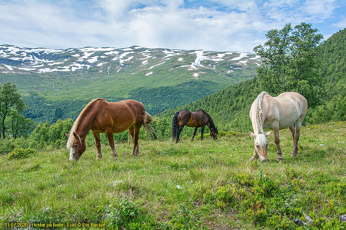 Hestar på beite