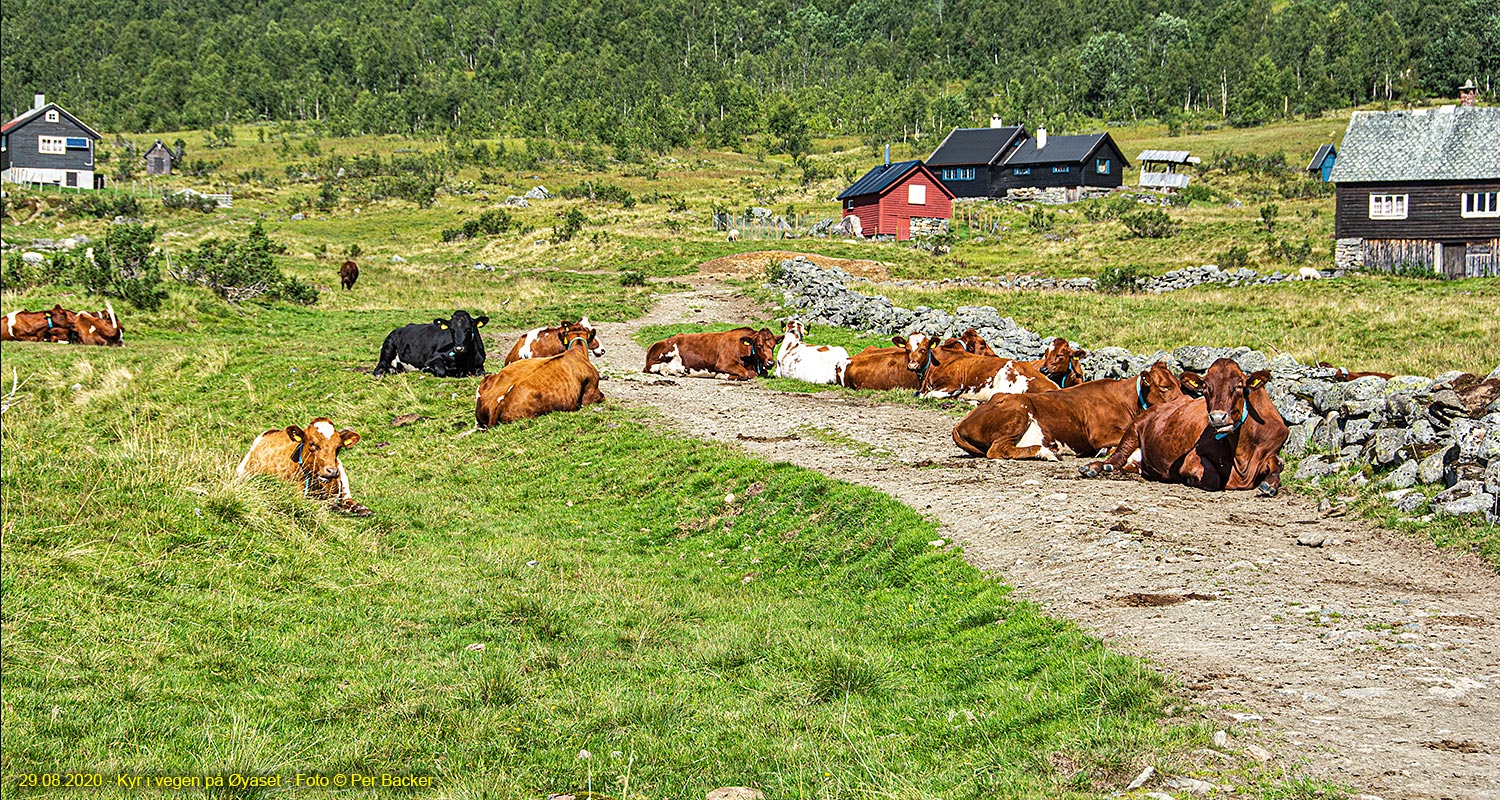 Kyr på vegen på Øyaset