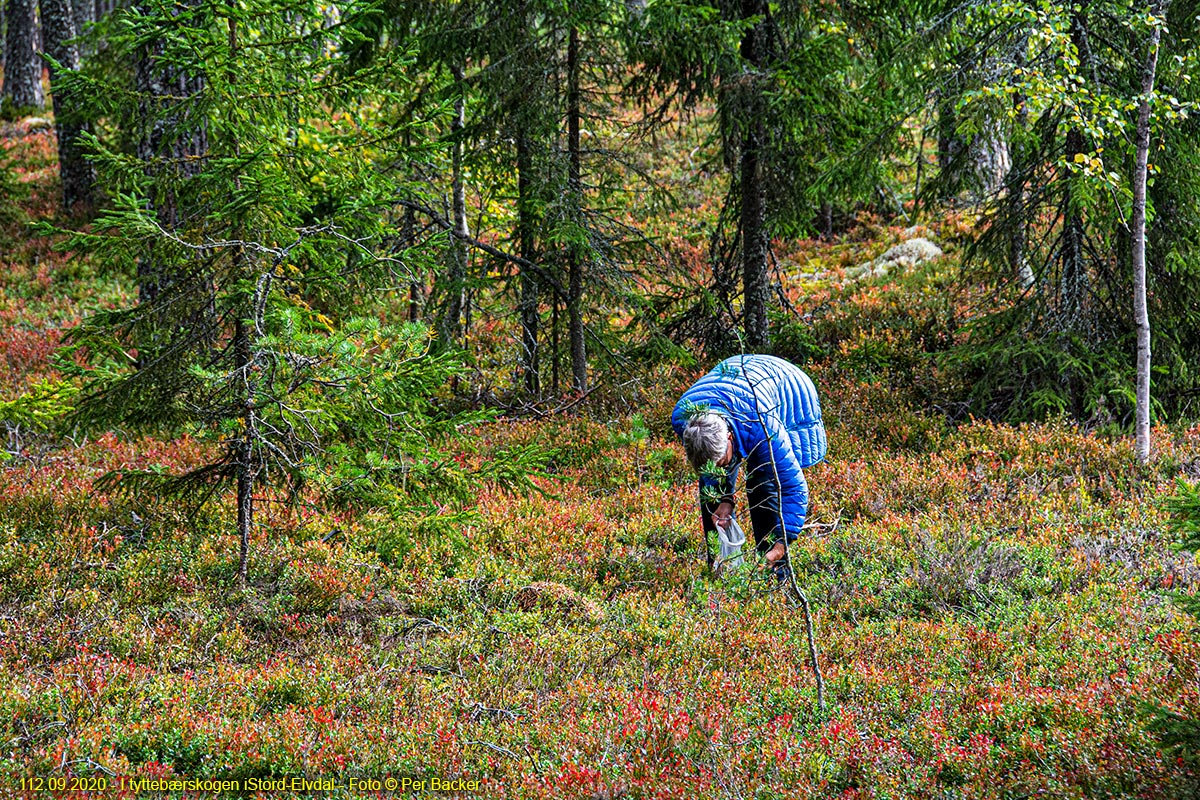 I tyttebærskogen