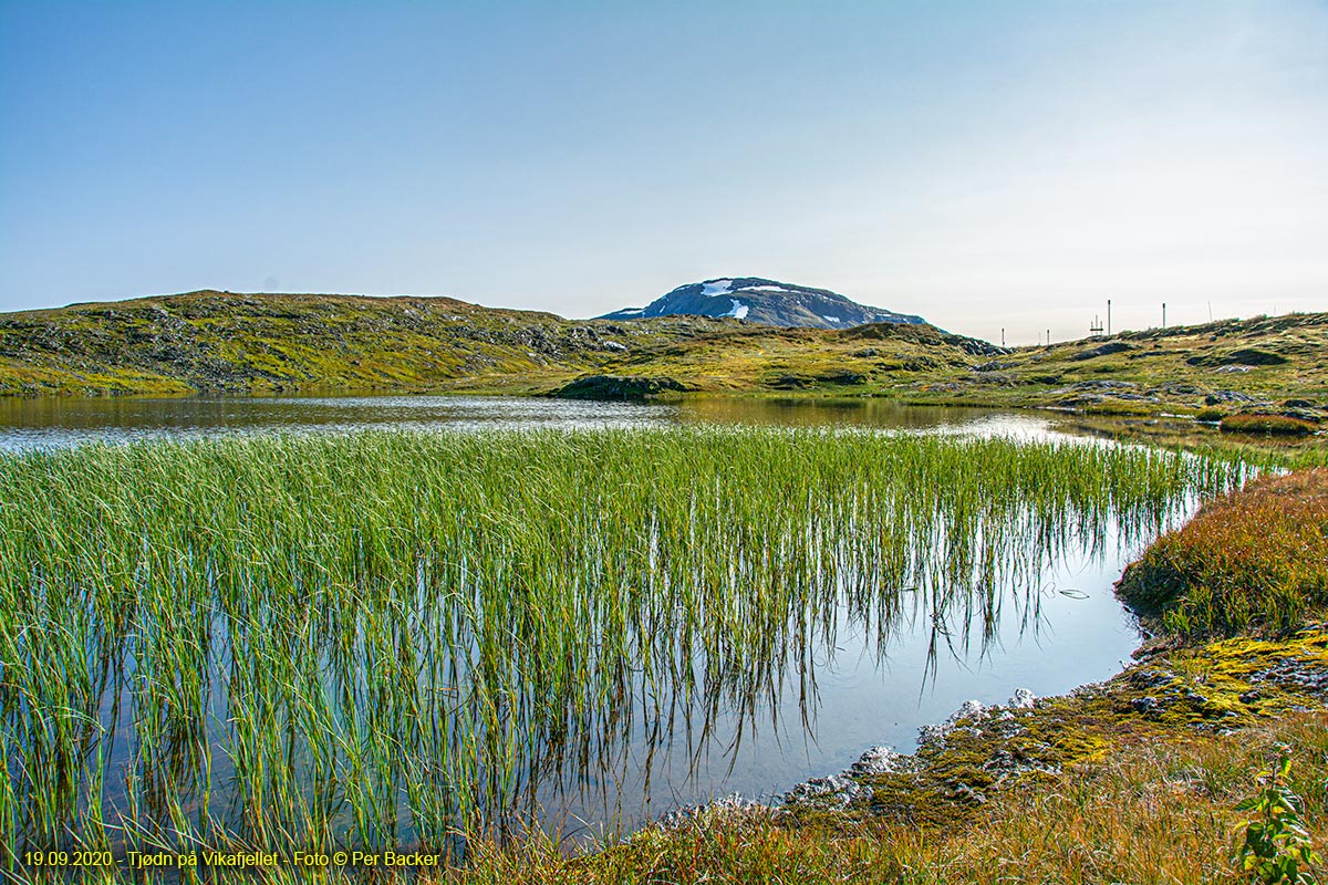 Tjødn på Vikafjellet