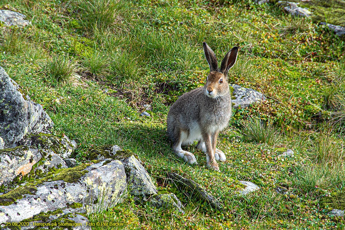 Harepus på Storhaugen