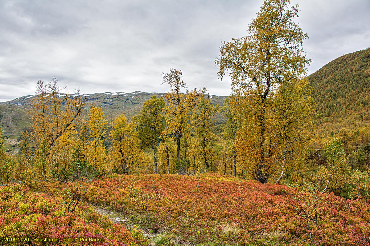 Haustfargar