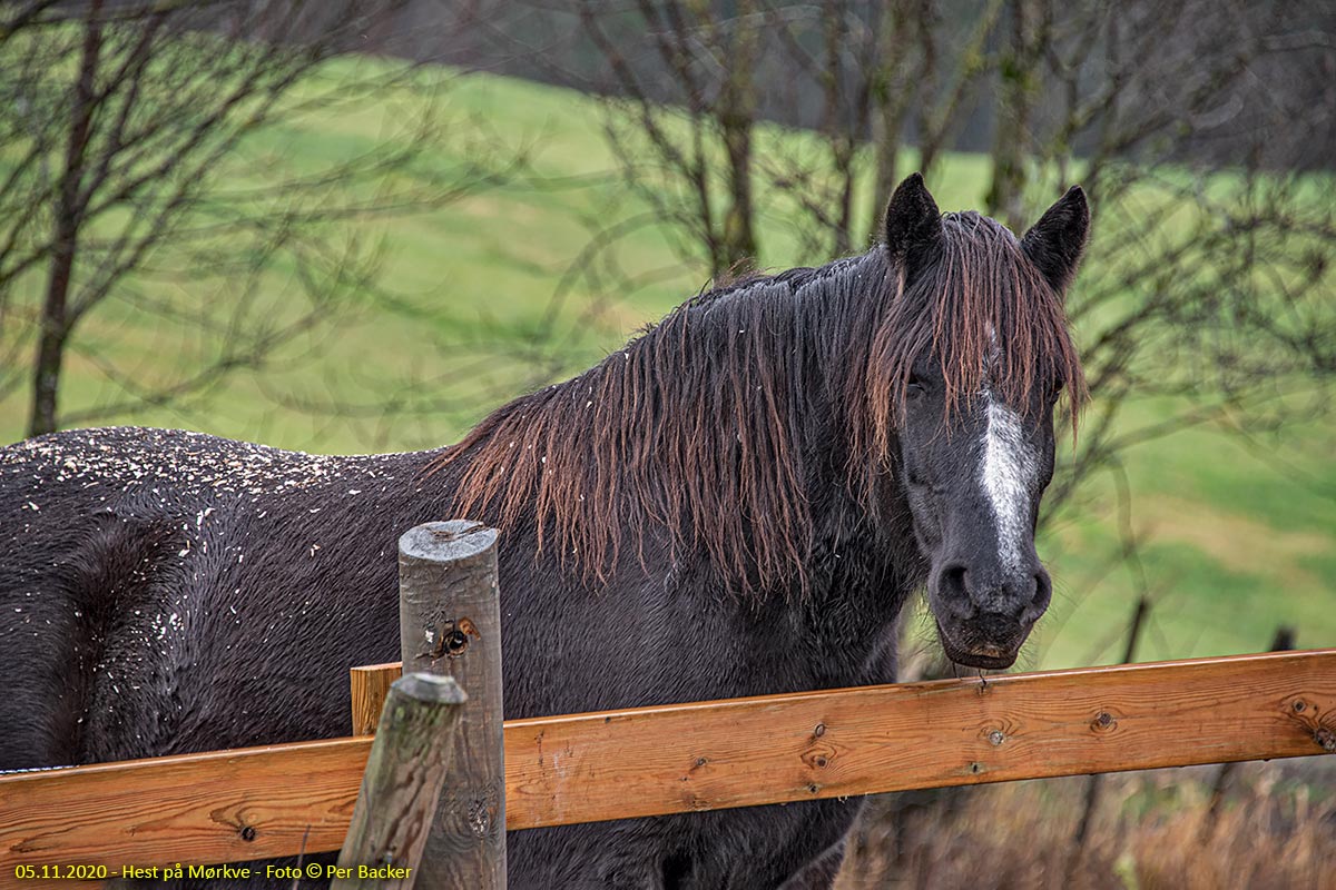 Hest på Mørkve