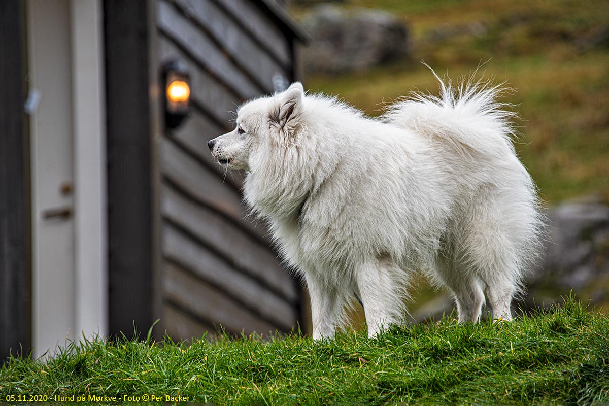 Hund på Mørkve