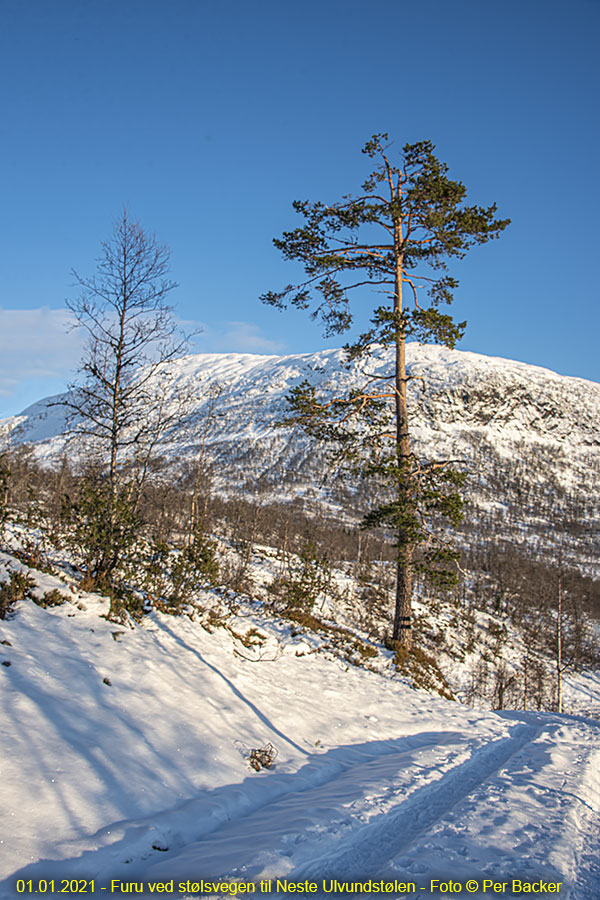 Furu ved stølsvegen til Nedste Ulvundstølen