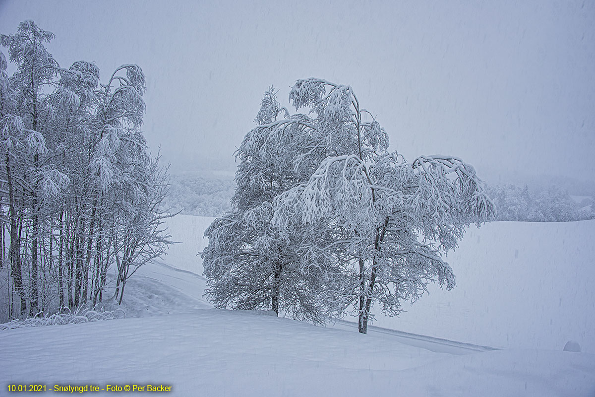 Snøtunge tre