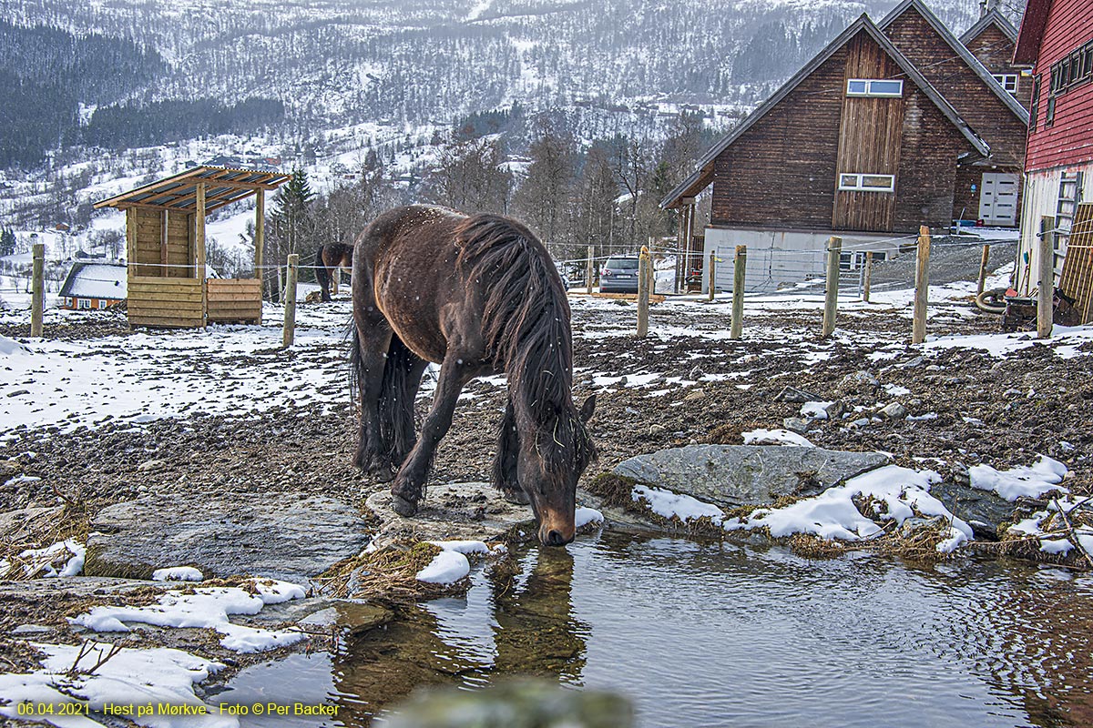 Hest på Mørkve