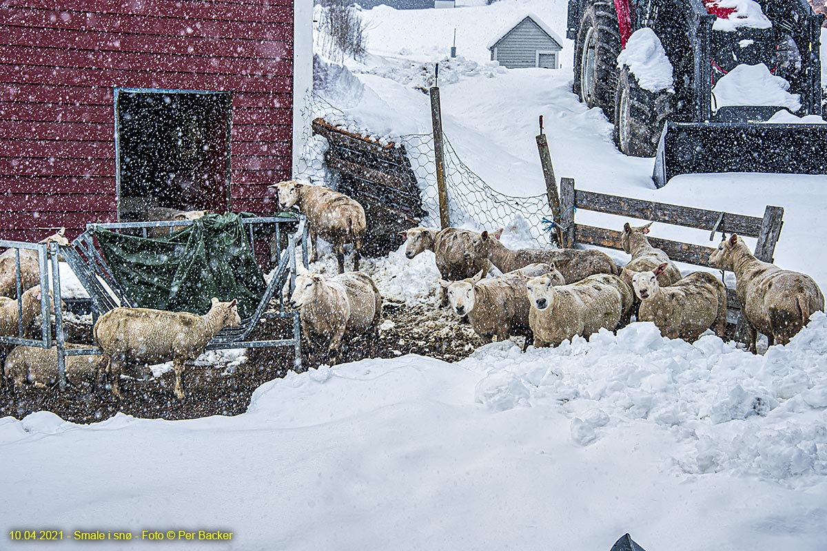 Smale i snø