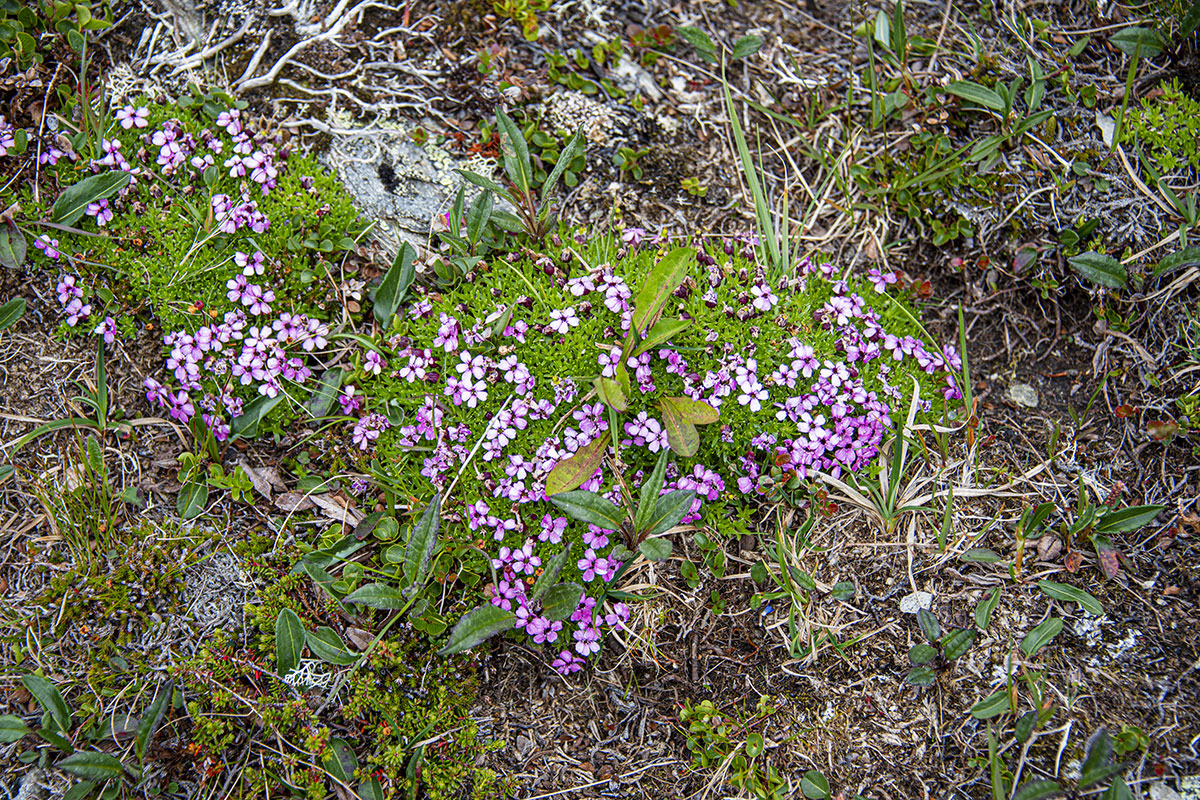 Fjellsmelle