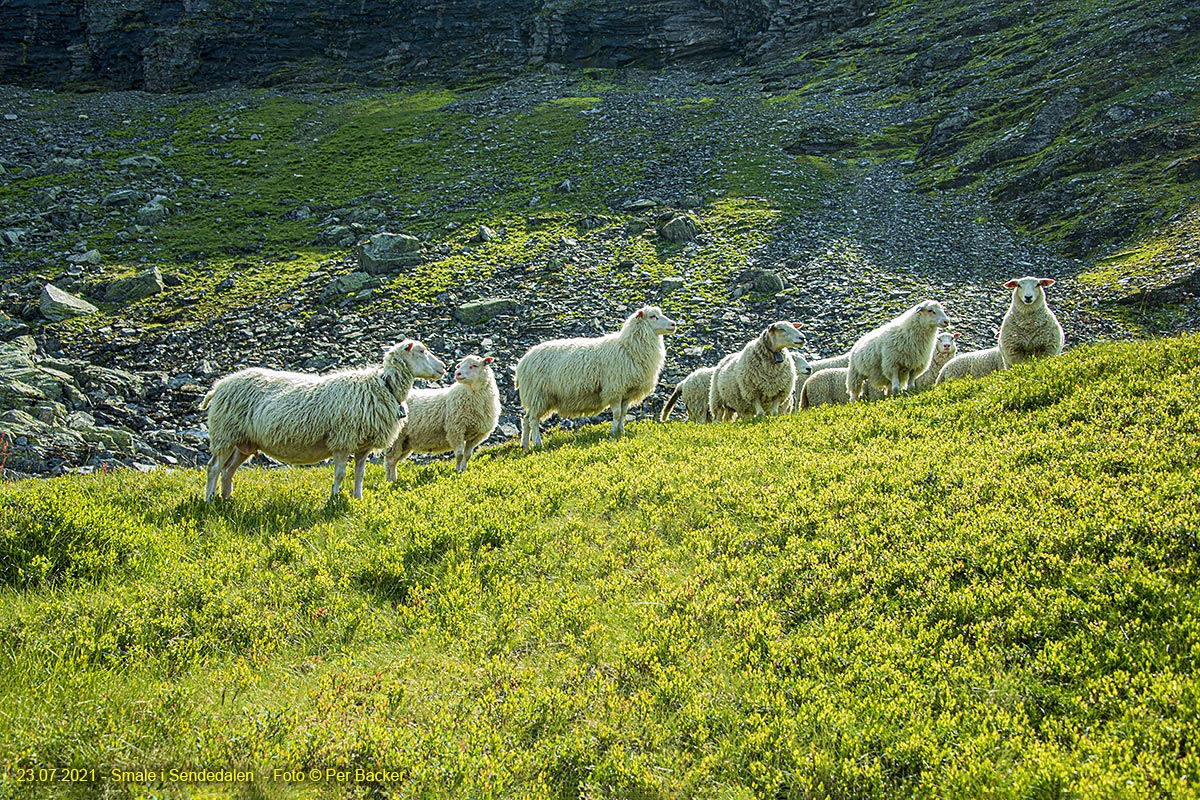 Smale i Sendedalen