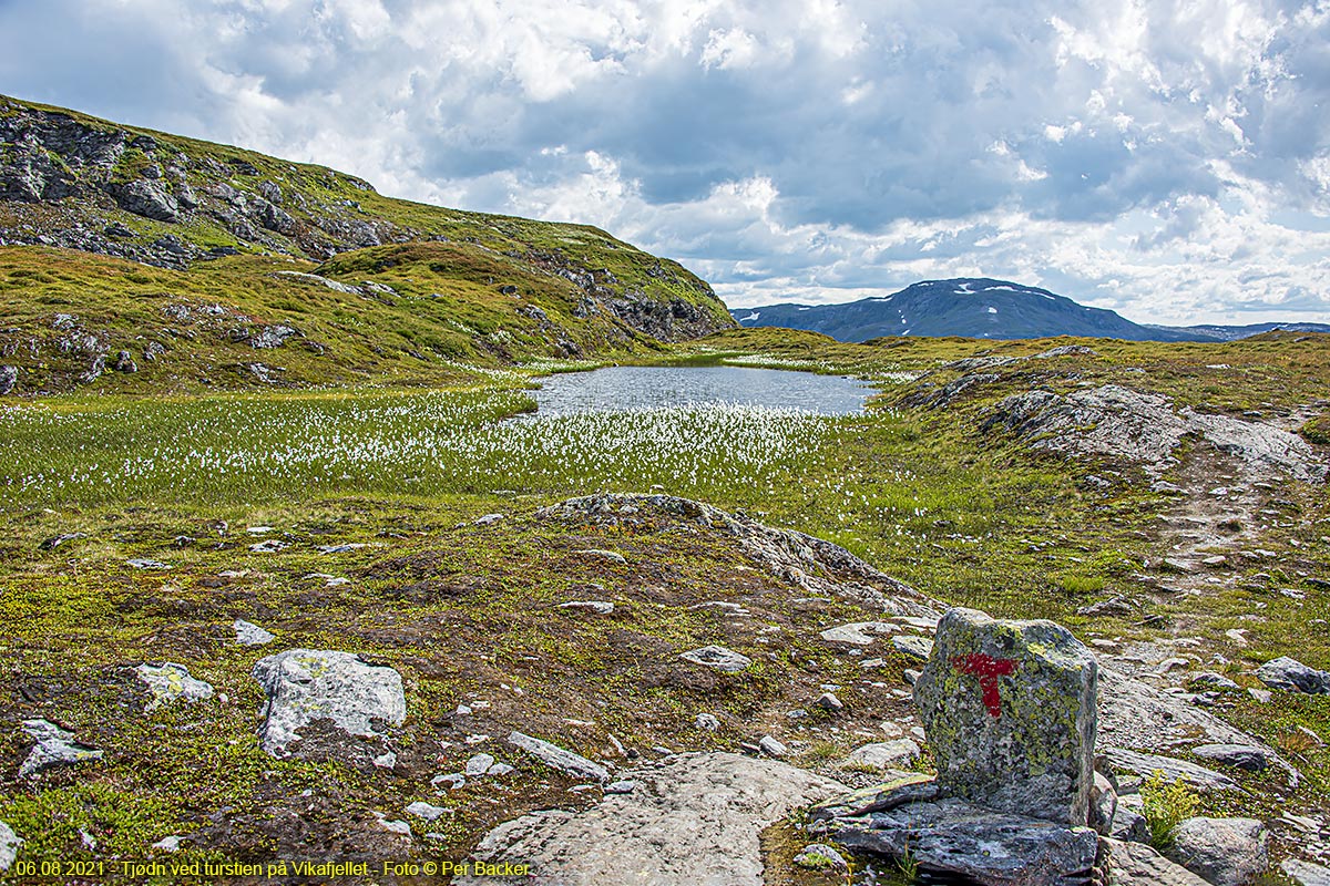 Tjødn ved turstien på Vikafjellet