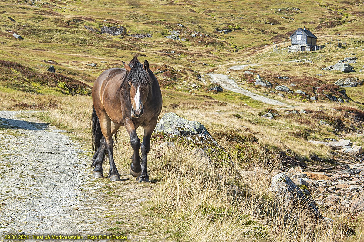 Hest på Mørkvesstølen