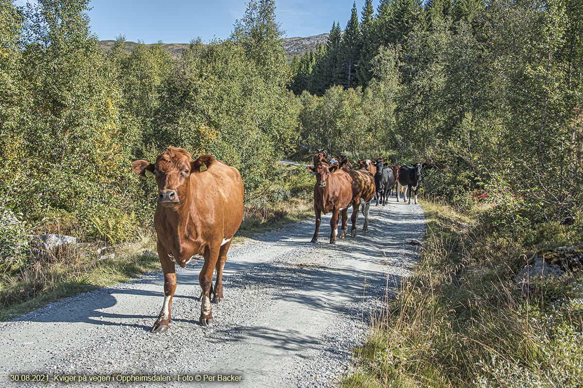 Kviger på Oppheimsdalen