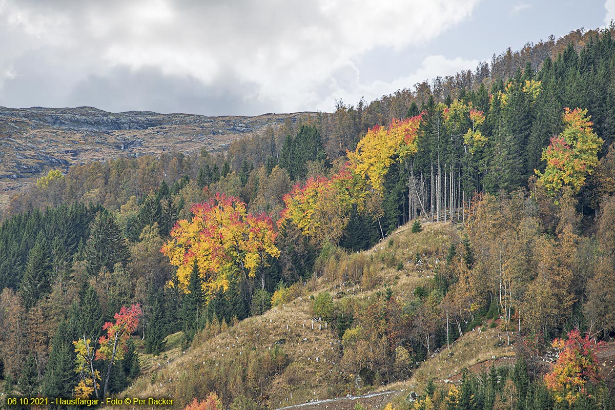 Haustfargar