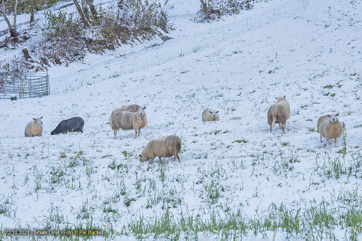 Smale i snø