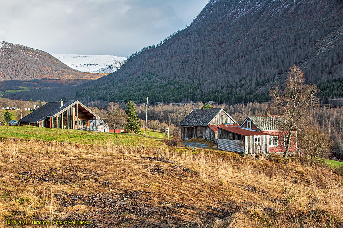 Hirtemyr