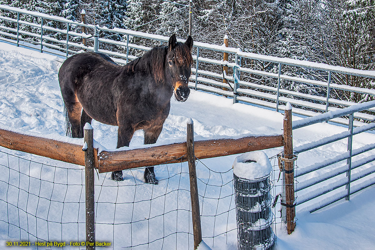 Hest på Bygd