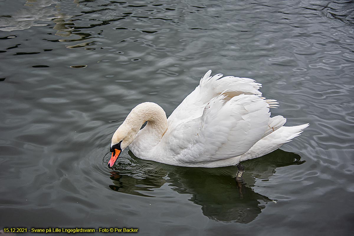 Svane på Lille Lungegårdsvann