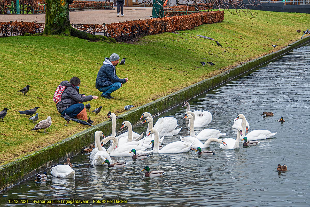 Svaner på Lille Lungegårdsvann