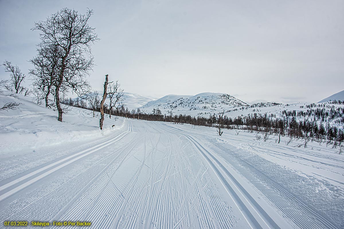  Skiløypa ved Revhaugen