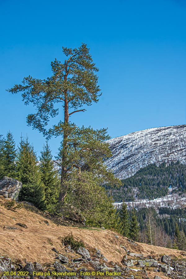 Furu på Skjervheim