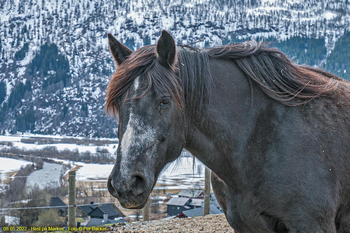 Hest på Mørkve