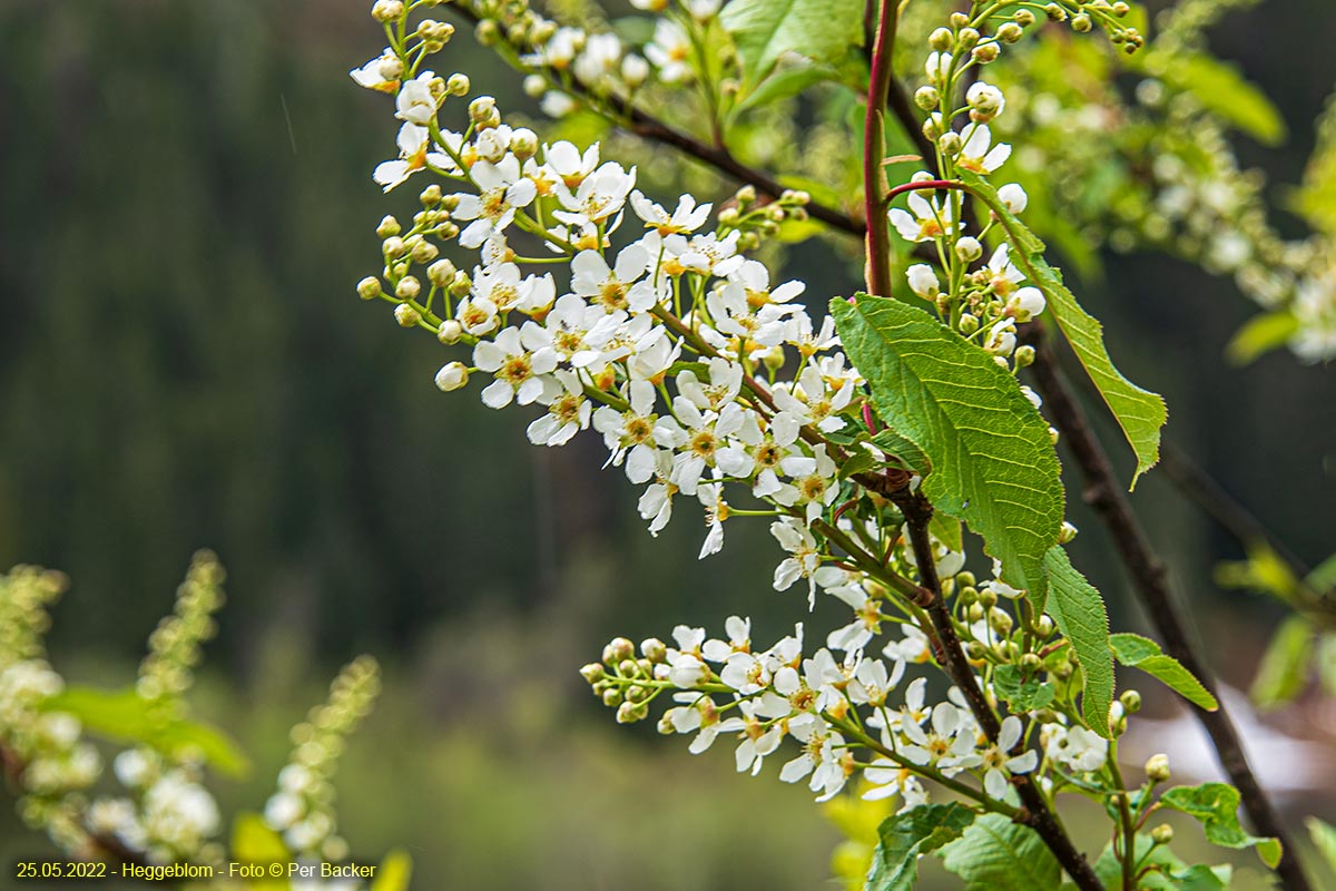 Heggeblom