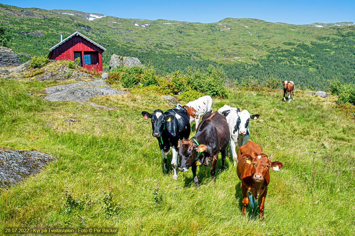 Kyr på Tveitastølen