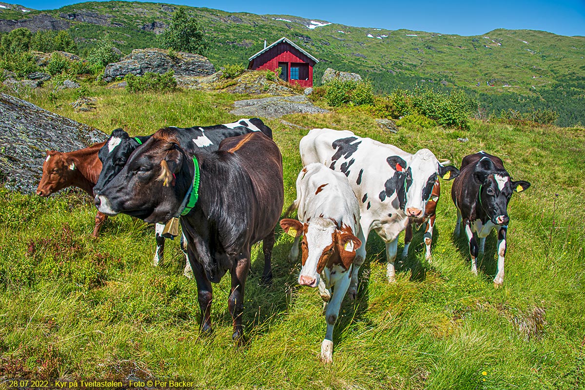 Kyr på Tveitastølen