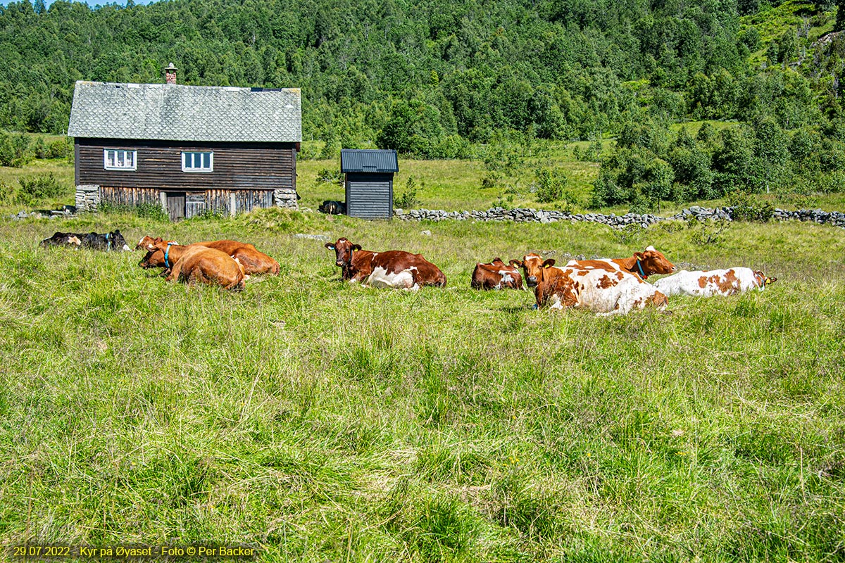 Kyr på Øyaset
