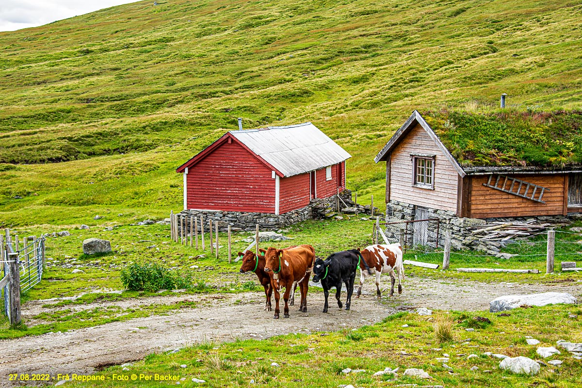 Frå Reppane