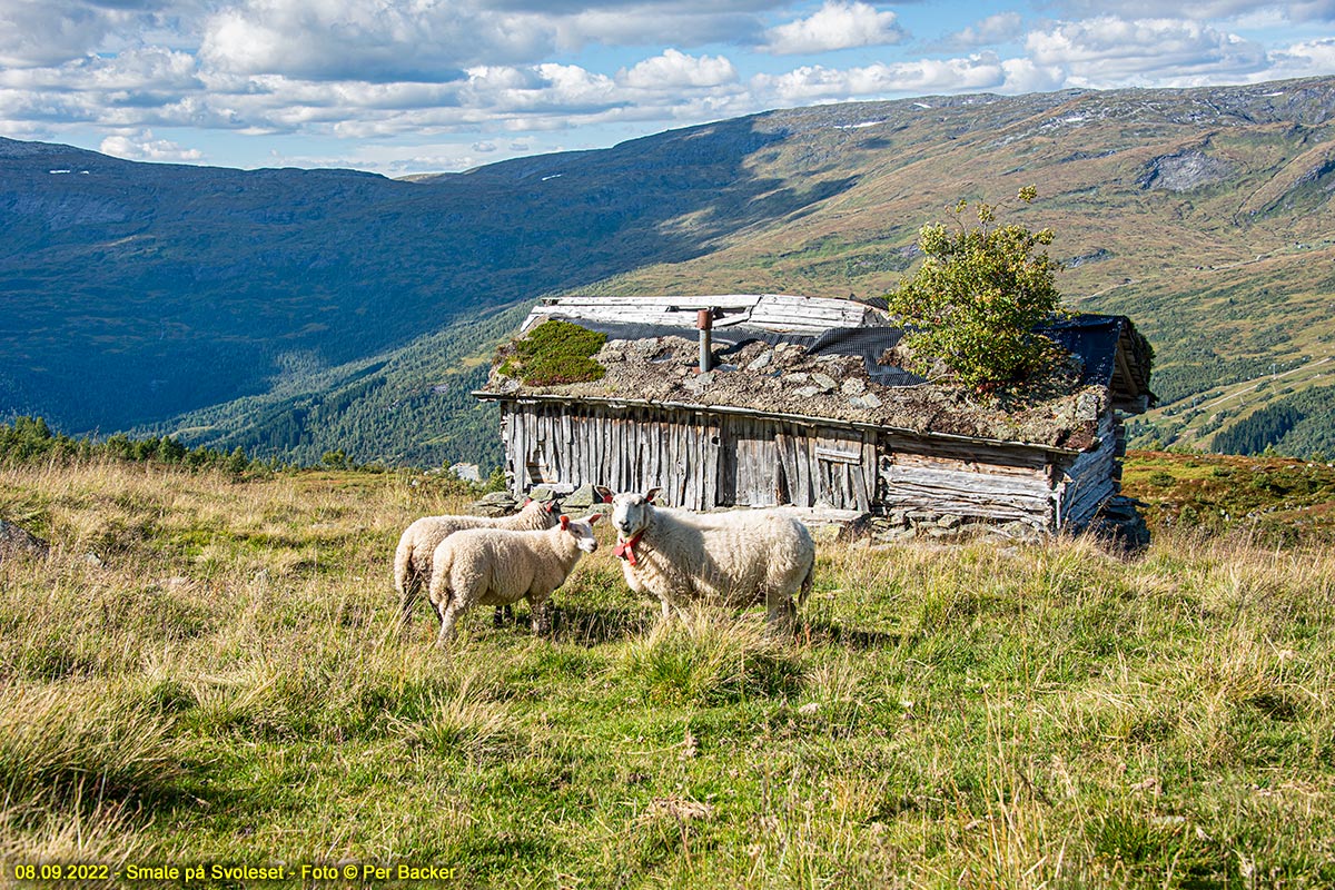 Smale på Svoleset