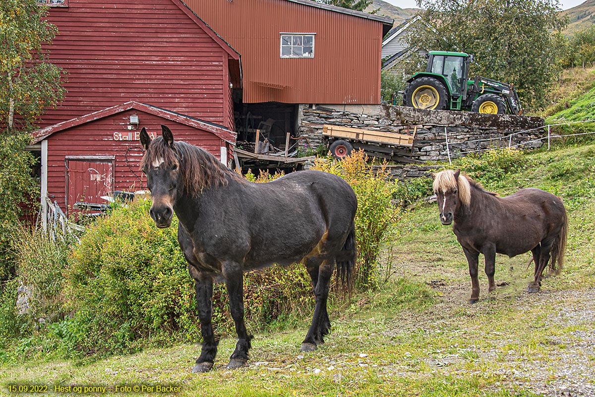 Hest og ponny