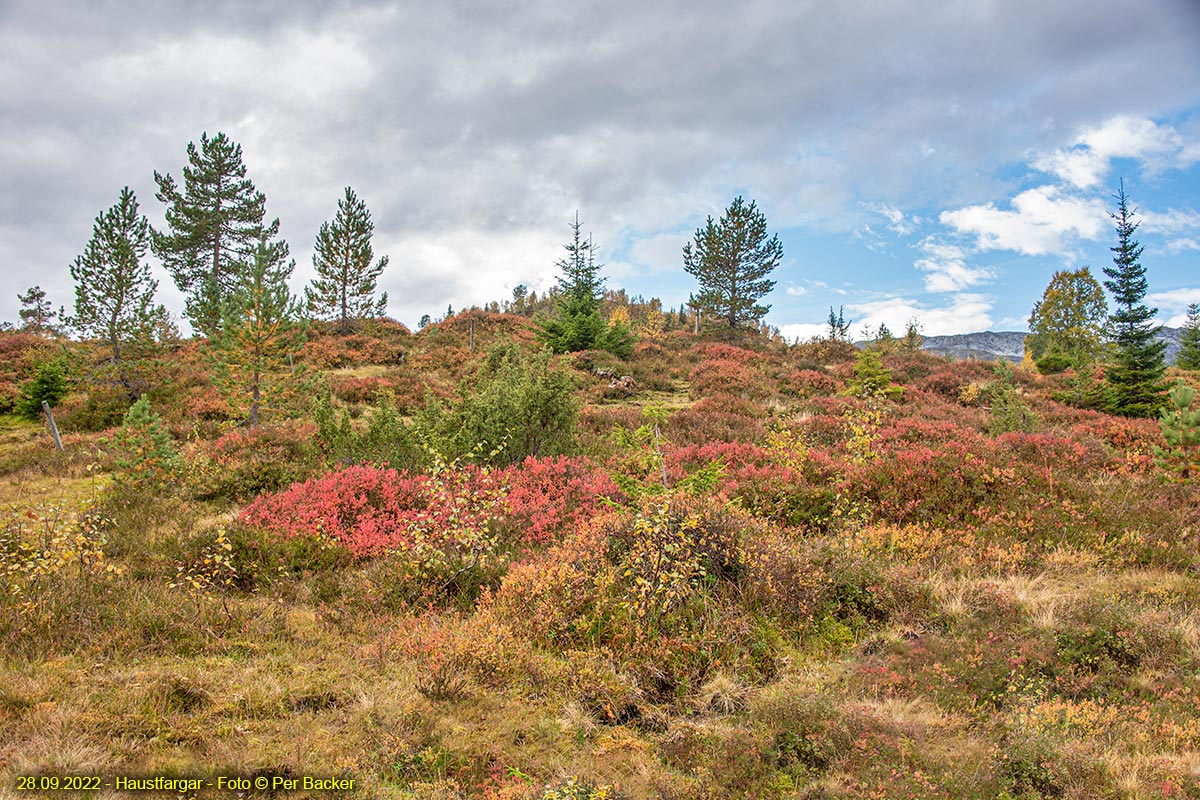 Haustfargar