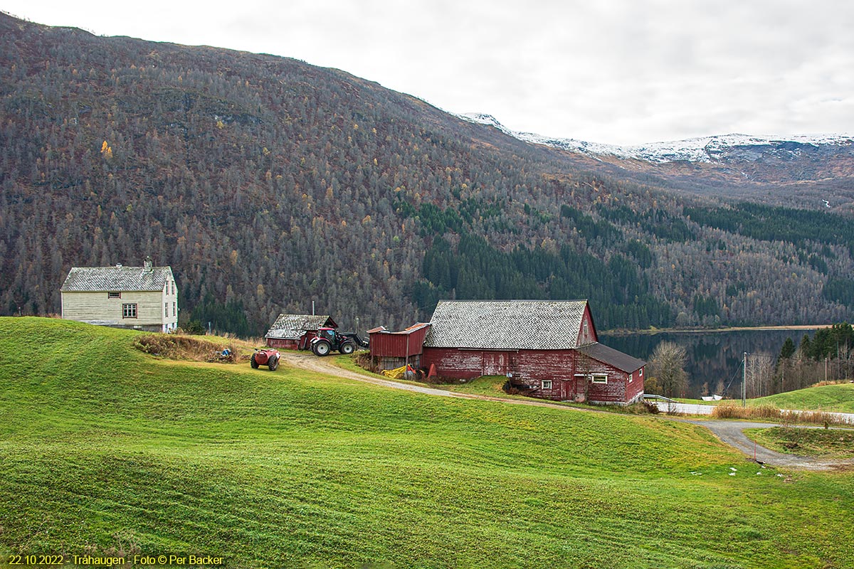 Tråhaugen