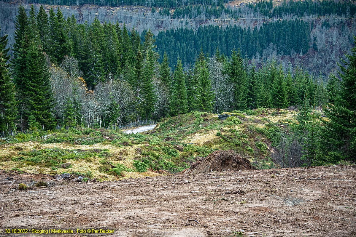 Skoging i Mørkveslia