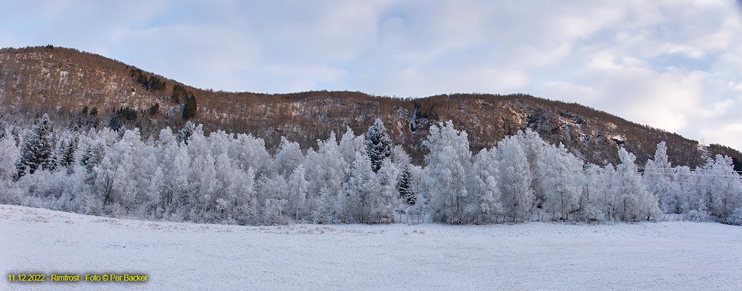 Rimfrost på skogen