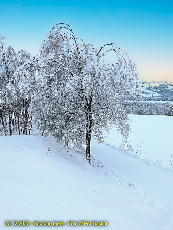 Snøtung bjørk