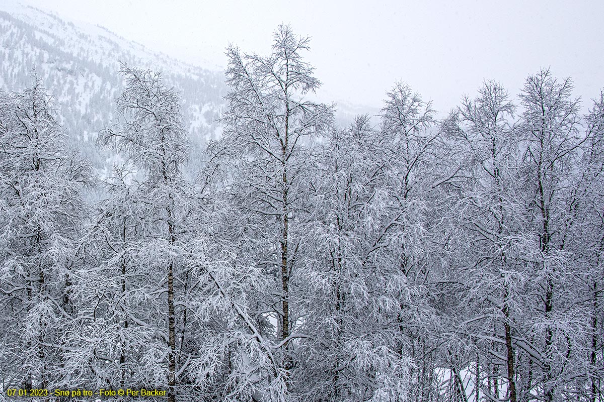 Snø på tre