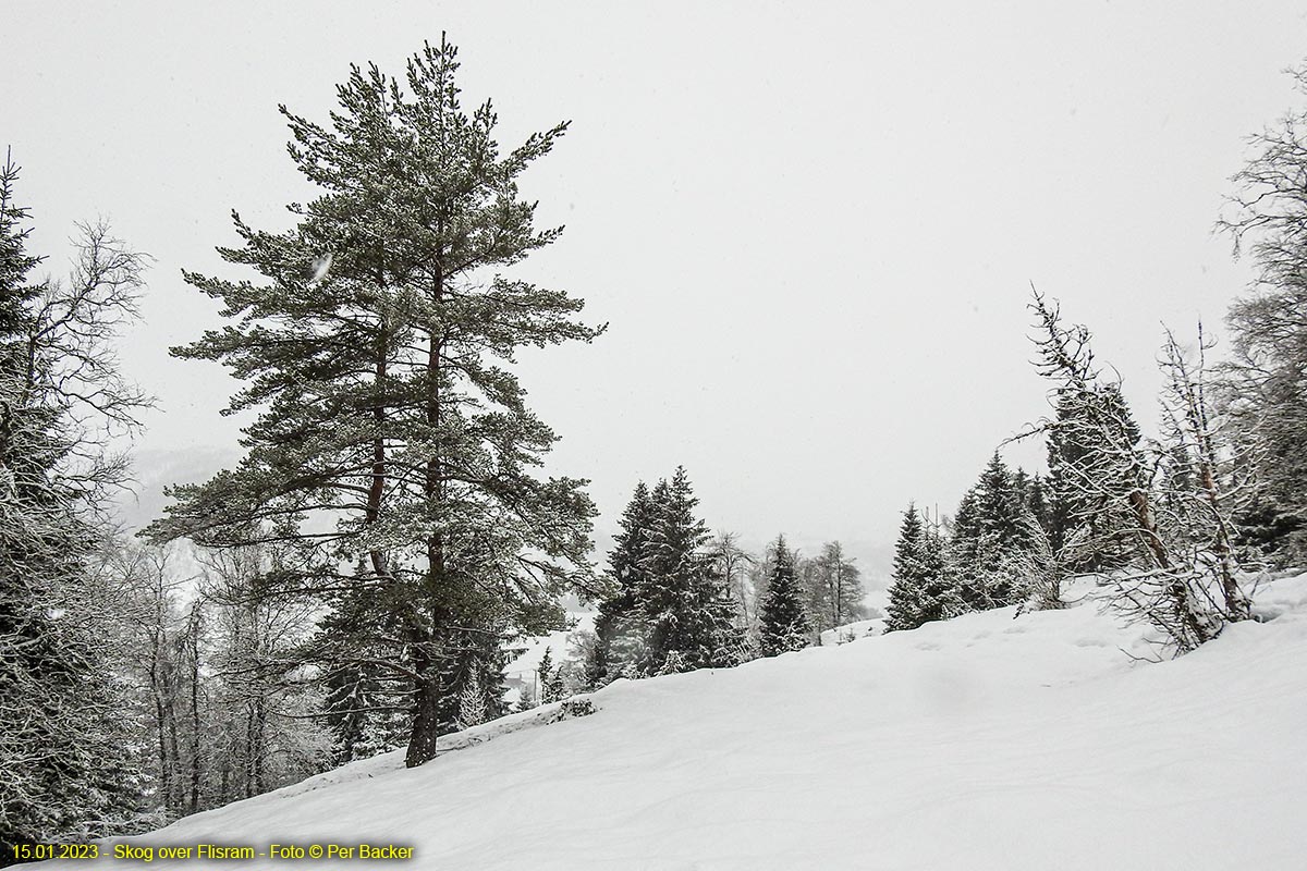 Skog over Flisram