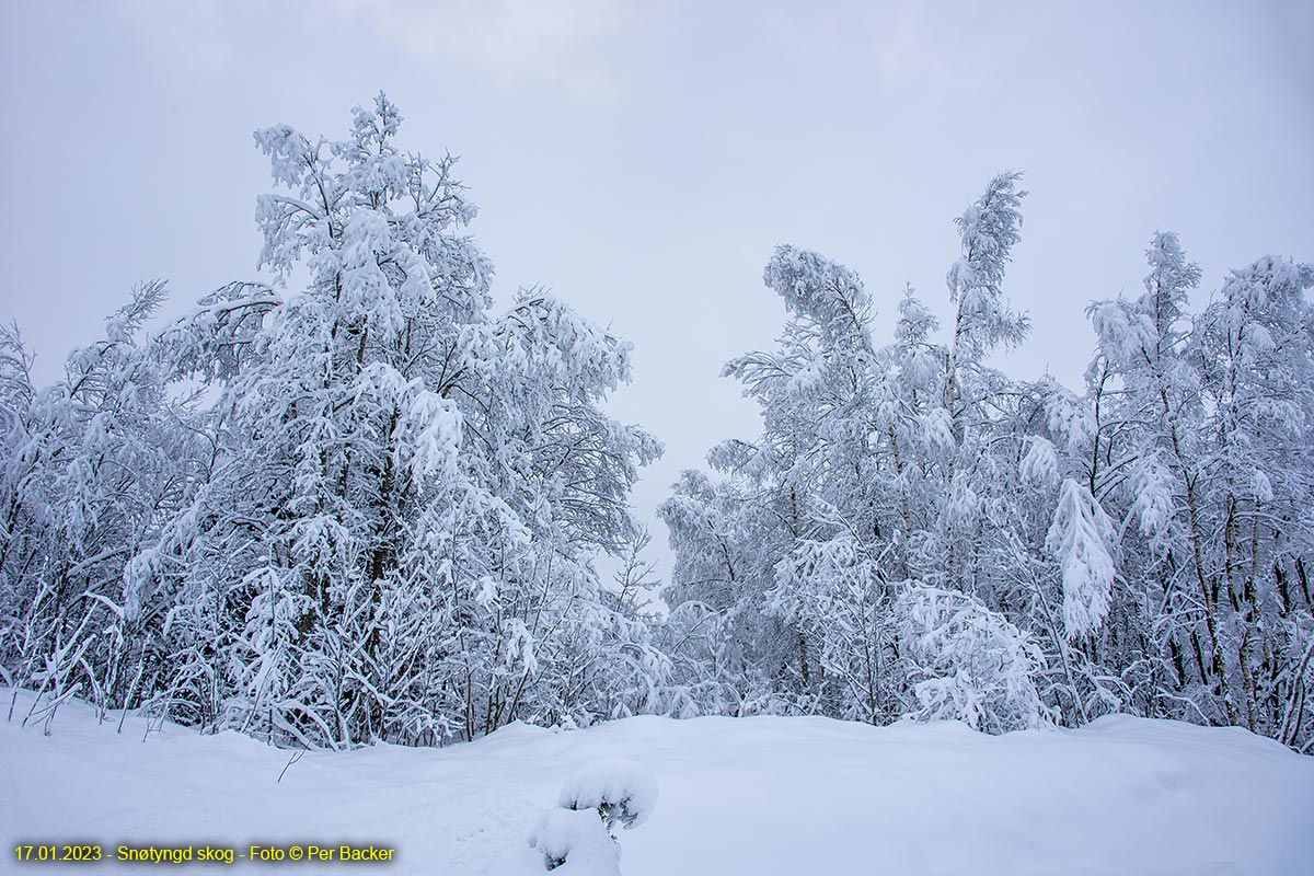 Snøtyngd skog