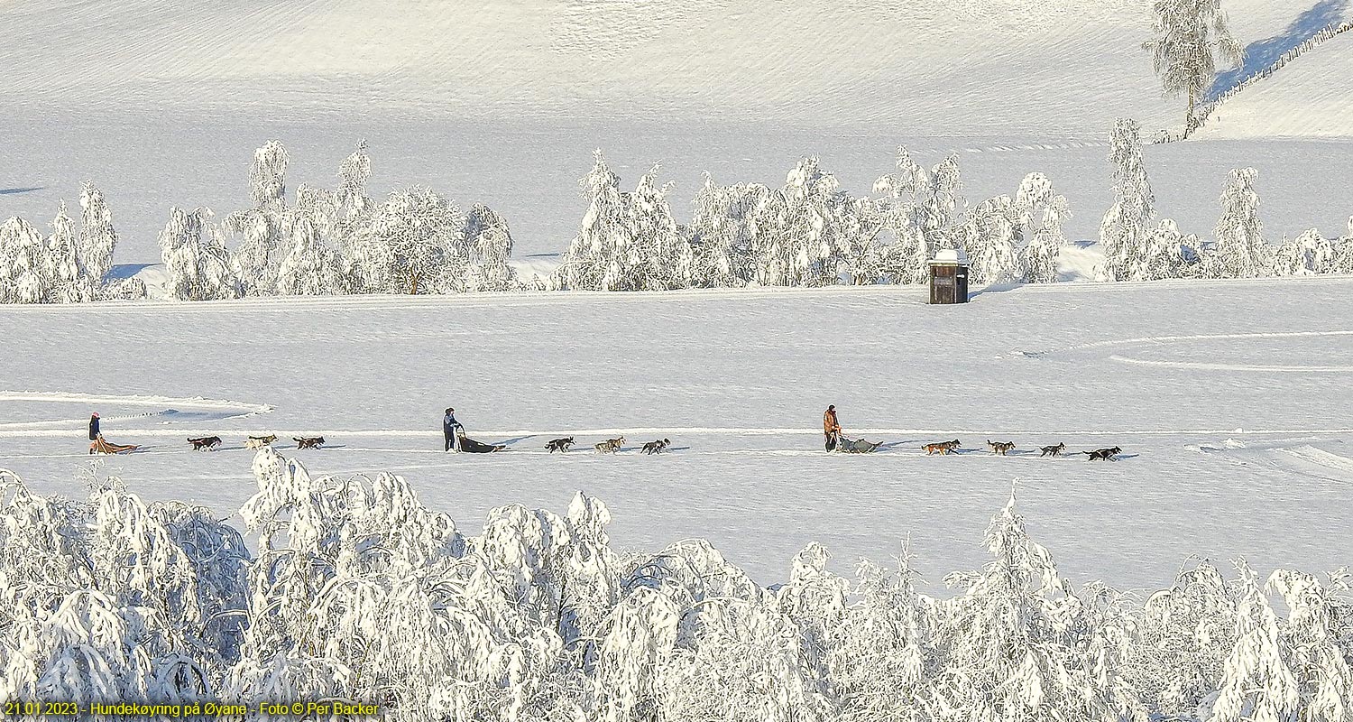 Hundekøyring på Øyane