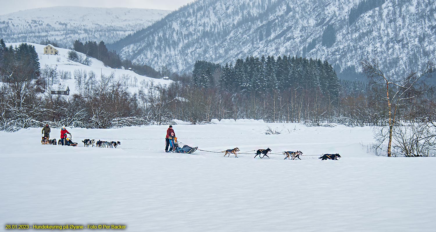 Hundekøyring på Øyane