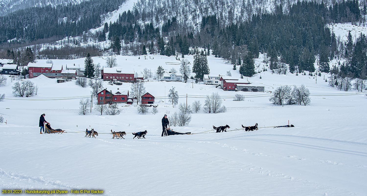 Hundekøyring på Øyane