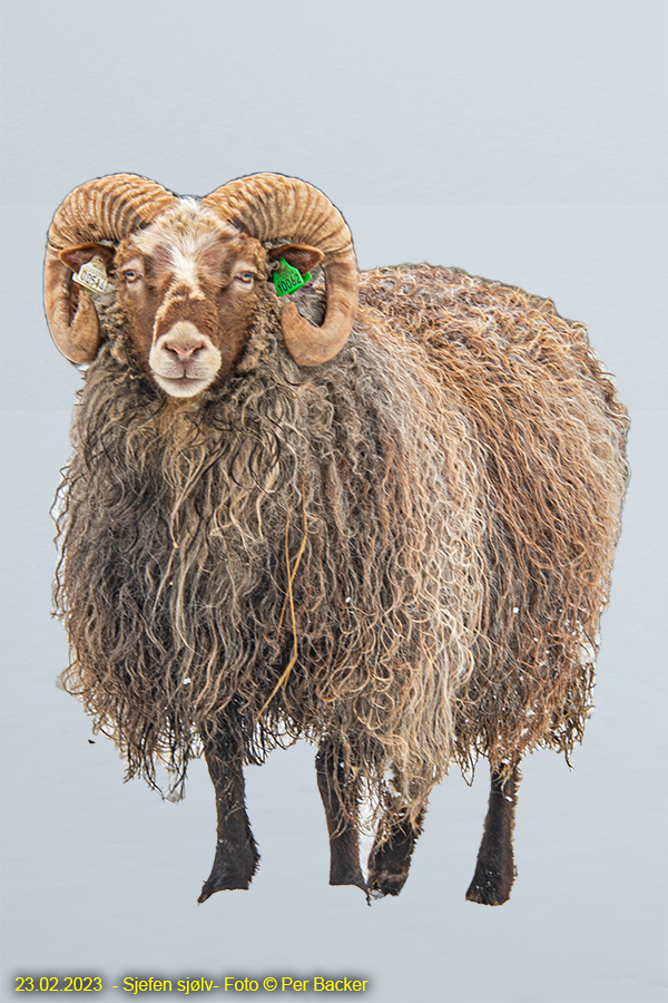 Sjefen sjølv