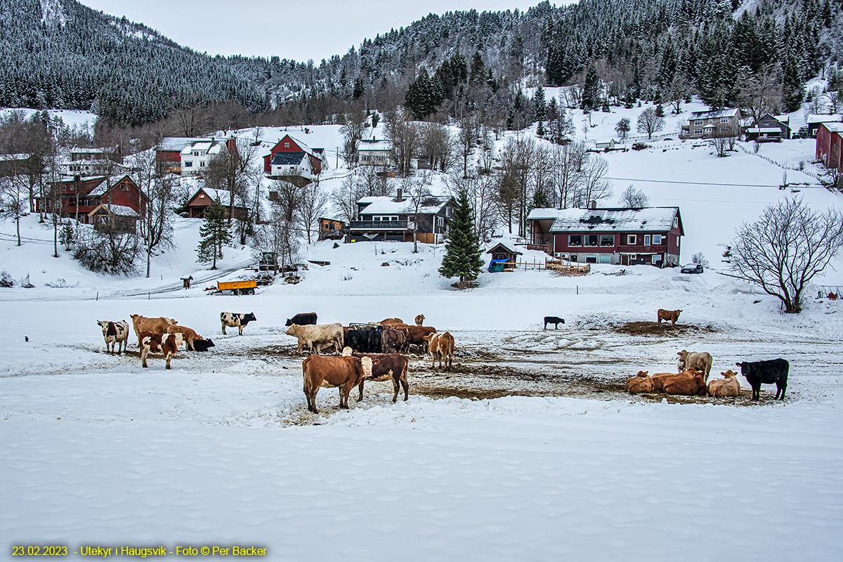 Utekyr i Haugsvik