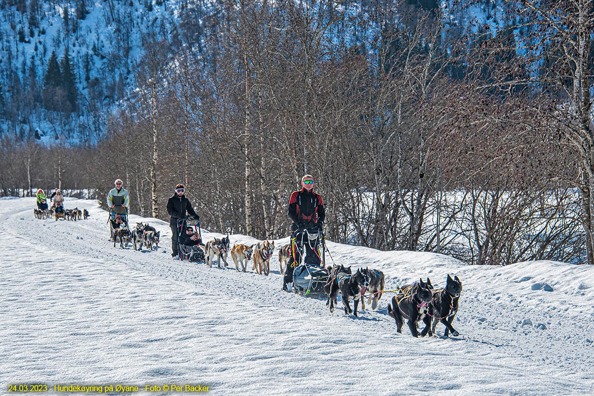 Hundekøyring på Øyane